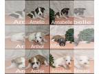 Havanese PUPPY FOR SALE ADN-778785 - AKC Havanese puppies ready June 9th 2024