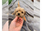 Goldendoodle PUPPY FOR SALE ADN-778786 - Golden Retriever Puppy