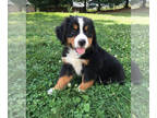 Bernese Mountain Dog PUPPY FOR SALE ADN-778787 - Kassidy