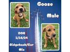 Adopt Goose a Black Mouth Cur, Rhodesian Ridgeback