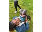 Adopt Rooster a Staffordshire Bull Terrier