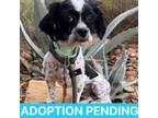 Adopt Parker a Shih Tzu, Mixed Breed