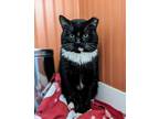 Adopt Albert a Domestic Short Hair