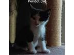 Adopt Peridot a Domestic Medium Hair