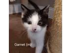 Adopt Garnet a Domestic Medium Hair
