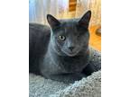 Adopt Linden a Domestic Short Hair