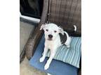 Adopt Patches a Boxer, Pit Bull Terrier
