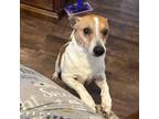 Adopt Jack a Jack Russell Terrier, Mixed Breed