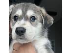 Adopt Butternut a Husky, Labrador Retriever