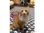 Adopt Pumpkin a Maine Coon, Tabby