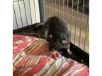 Adopt Miles Morales a Rat