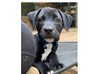 Adopt Aster a Australian Cattle Dog / Blue Heeler, Labrador Retriever