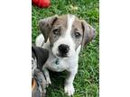 Adopt Biscuit a Catahoula Leopard Dog, Labrador Retriever