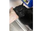 Adopt Salem a Domestic Short Hair