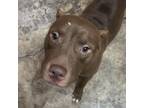Adopt Mr. Potato a Pit Bull Terrier, Mixed Breed