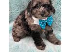 Mutt Puppy for sale in Cooper City, FL, USA