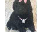 Mutt Puppy for sale in Cooper City, FL, USA
