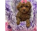 Poodle (Toy) Puppy for sale in Cooper City, FL, USA