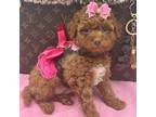 Mutt Puppy for sale in Cooper City, FL, USA