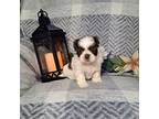 Shih Tzu Puppy for sale in New Haven, IN, USA