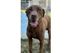 Adopt Travis a Labrador Retriever