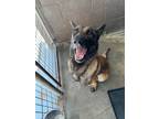 Adopt Major a Belgian Shepherd / Malinois