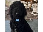 Adopt Beau a Standard Poodle