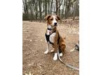 Adopt Kenny a Nova Scotia Duck Tolling Retriever, American Foxhound