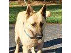 Adopt Alfred a German Shepherd Dog