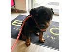 Adopt Tex a Rottweiler