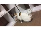 Adopt Cali a Calico