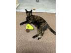 Adopt Miko a Tortoiseshell