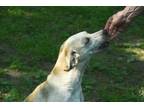 Adopt Leah a Labrador Retriever, Hound
