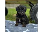 Poodle (Toy) Puppy for sale in Coldspring, TX, USA