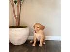 Golden Retriever Puppy for sale in Commerce City, CO, USA