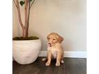 Golden Retriever Puppy for sale in Littleton, CO, USA