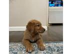 Golden Retriever Puppy for sale in Commerce City, CO, USA