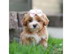 Shih-Poo Puppy for sale in Sugarcreek, OH, USA