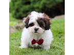 Shih-Poo Puppy for sale in Sugarcreek, OH, USA