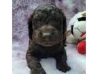 Boykin Spaniel Puppy for sale in Clarks Hill, SC, USA