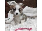 Pembroke Welsh Corgi Puppy for sale in Fort White, FL, USA