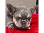 French Bulldog Puppy for sale in Hialeah, FL, USA