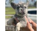 French Bulldog Puppy for sale in Hialeah, FL, USA