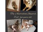 Miniature Australian Shepherd Puppy for sale in Coldspring, TX, USA