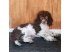 Poodle (Toy) Puppy for sale in Riegelsville, PA, USA