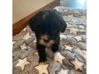 Cavapoo Puppy for sale in Bruce, SD, USA