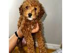 Mutt Puppy for sale in New Port Richey, FL, USA