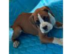 Boxer Puppy for sale in California, MO, USA