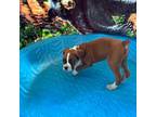 Boxer Puppy for sale in California, MO, USA