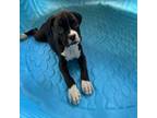 Boxer Puppy for sale in California, MO, USA